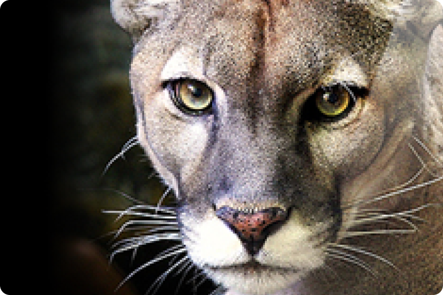 close up picture of a jungle cat